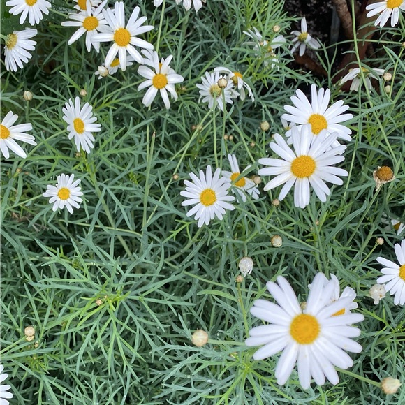 daisiii